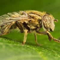 Eristalinus sepulchralis 